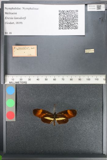 Media type: image;   Entomology 100896
